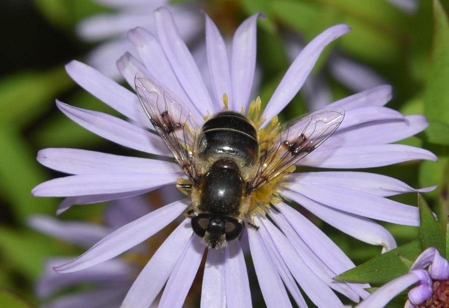 Eristalis alpina?  S, femmina